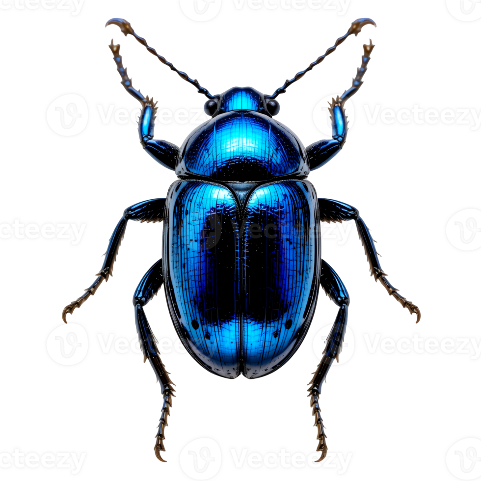 Iridescent Blue Beetle A Striking Macro Photograph png