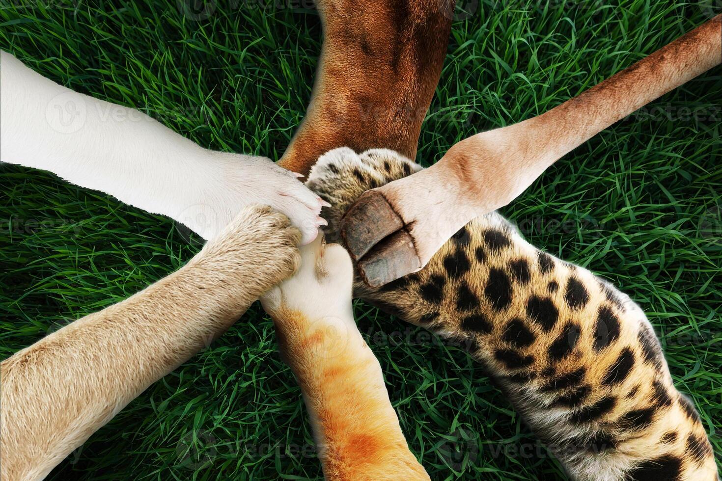 Funny animals keep their paws together, top view. Teamwork and success, creative idea. Lion, dog, cat, monkey, leopard and giraffe together. Business and work. Help concept photo