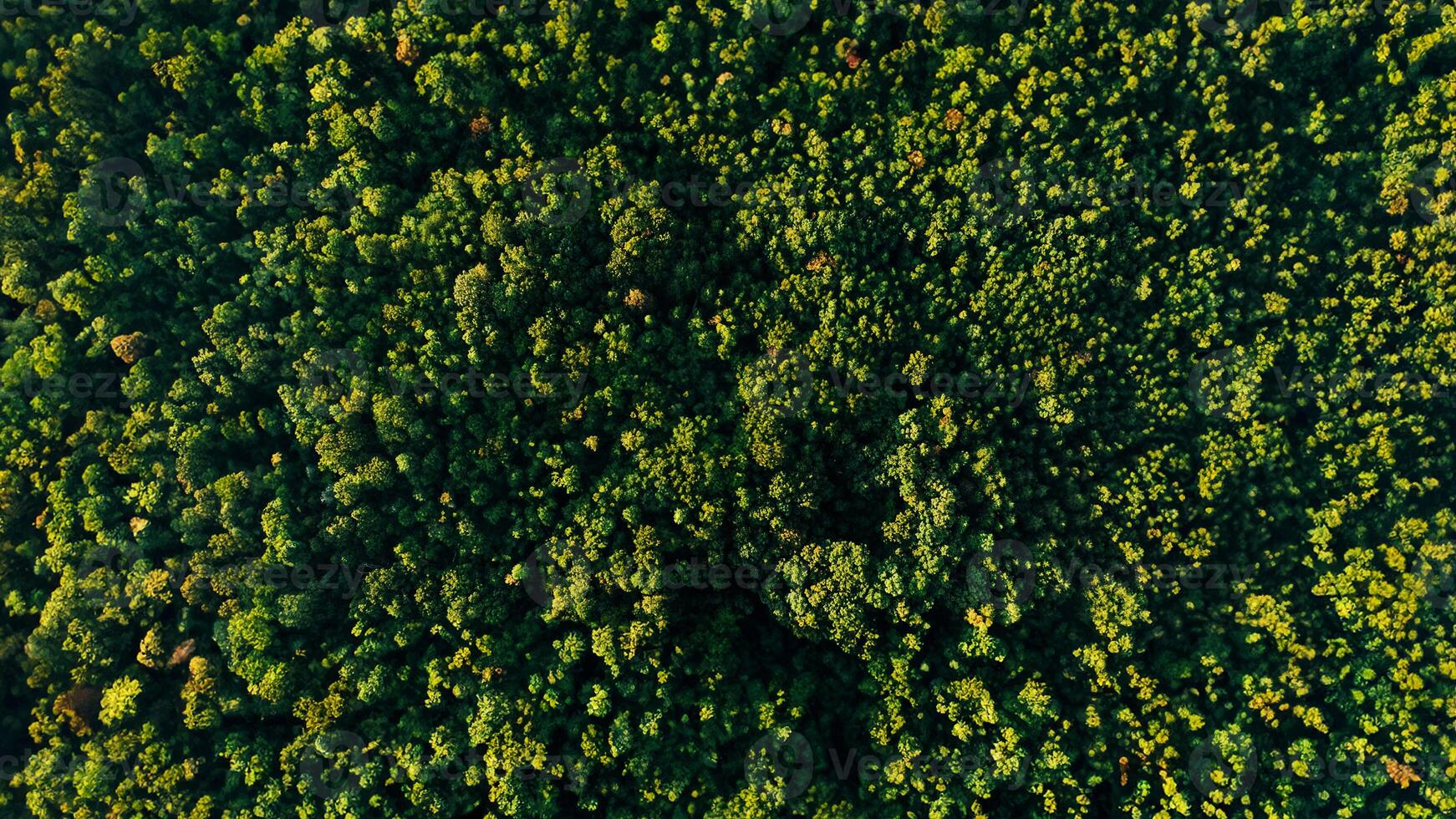 Beautiful forest with trees, top view. Nature and eco. Green background photo