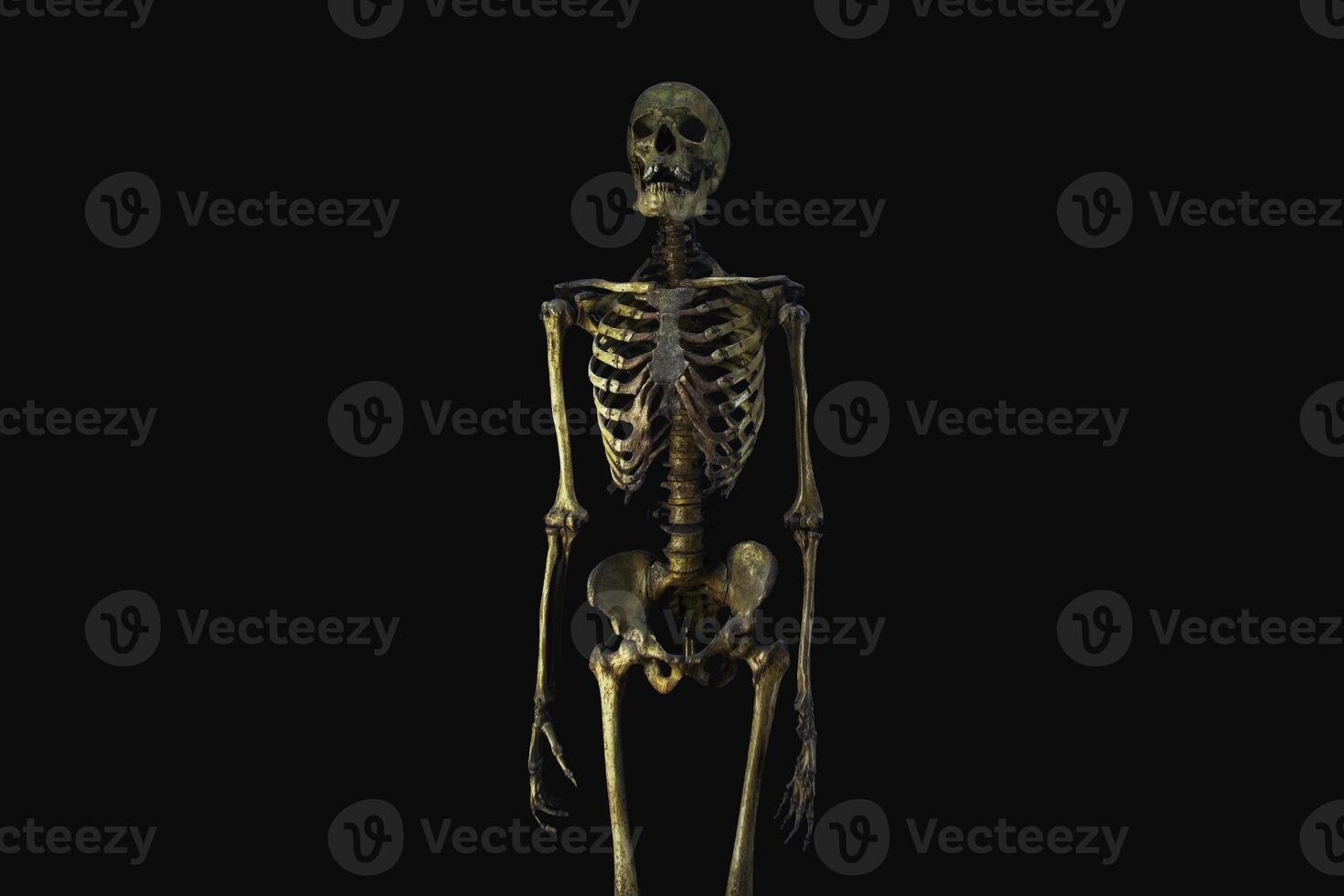 Human skeleton on a black background. Anatomy photo
