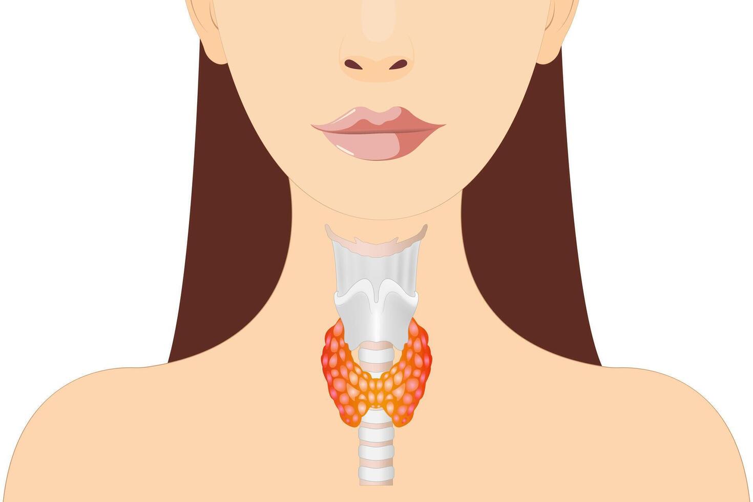 A healthy thyroid gland is shown in the silhouette of a woman. vector