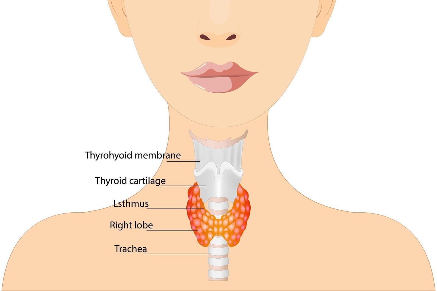 Thyroid gland location image. Endocrinology treatment of hypothyroidism vector