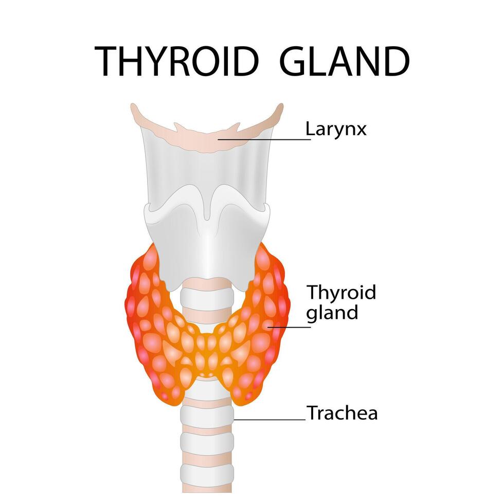 Thyroid gland, trachea, and larynx. Thyroid gland anatomy. Medical concept vector
