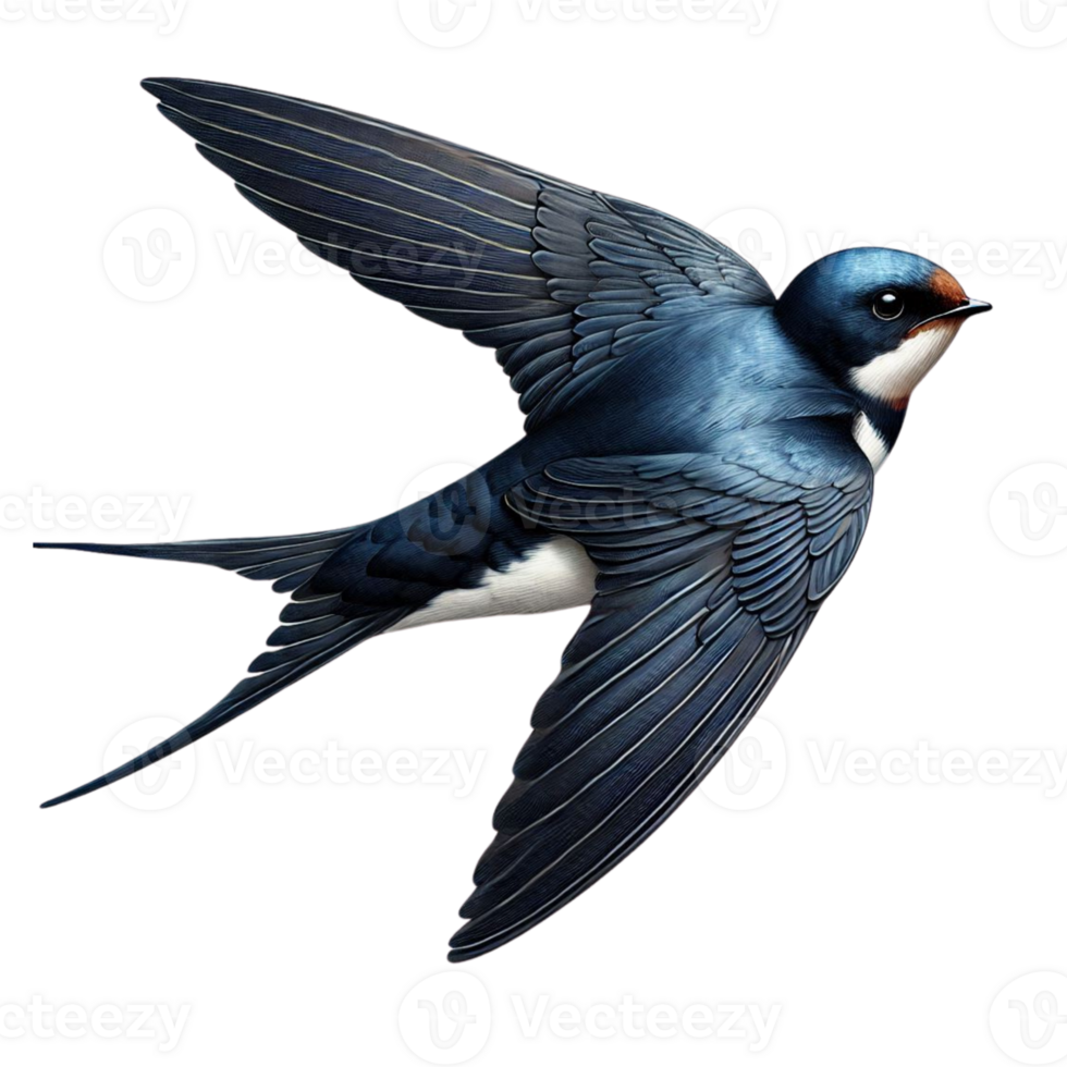 Exotic Swallow Bird Isolated on Clear Background png