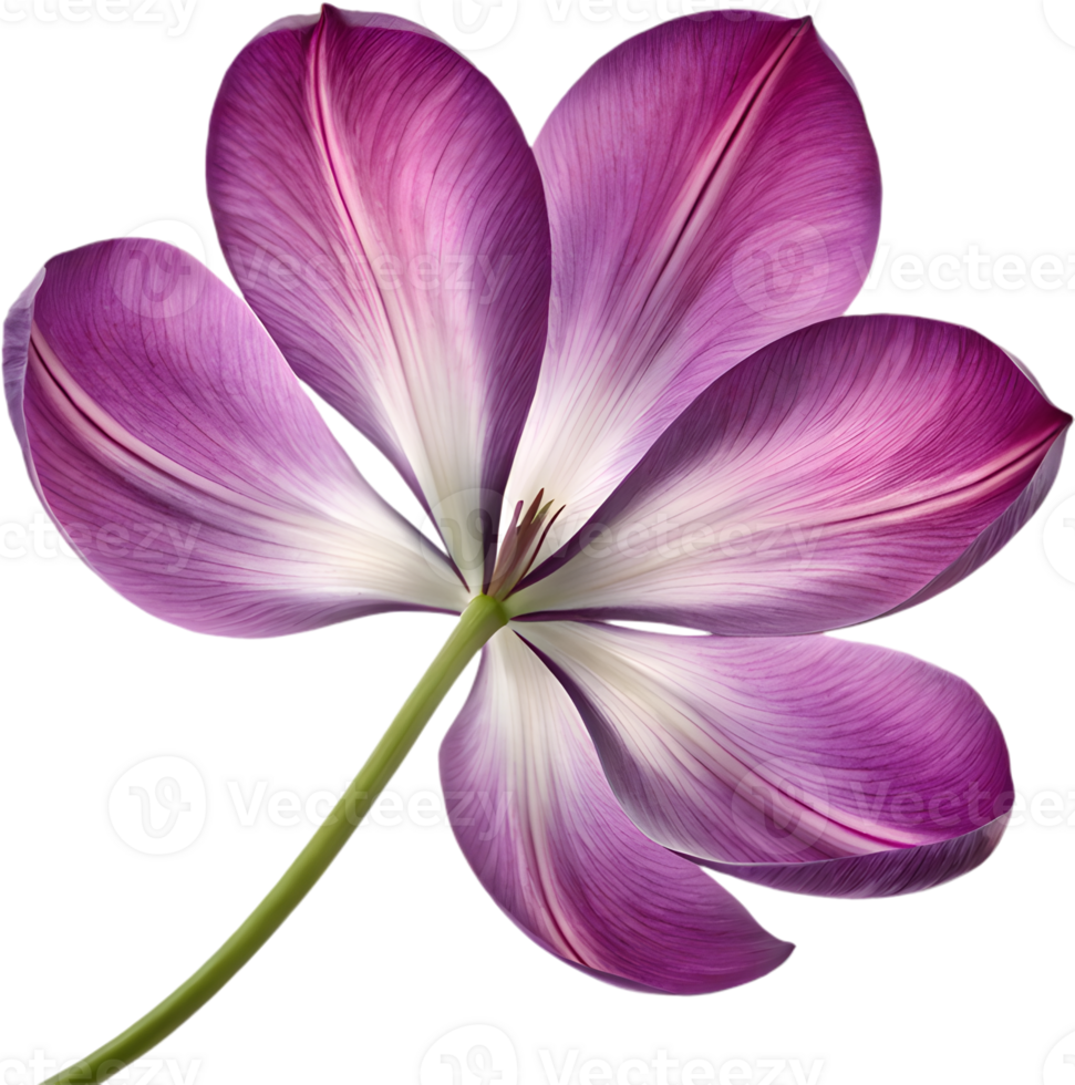 Elegant Tulip flower clipart for logos and branding. . png