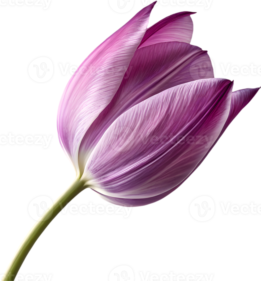 Elegant Tulip flower icon for logos and branding. . png