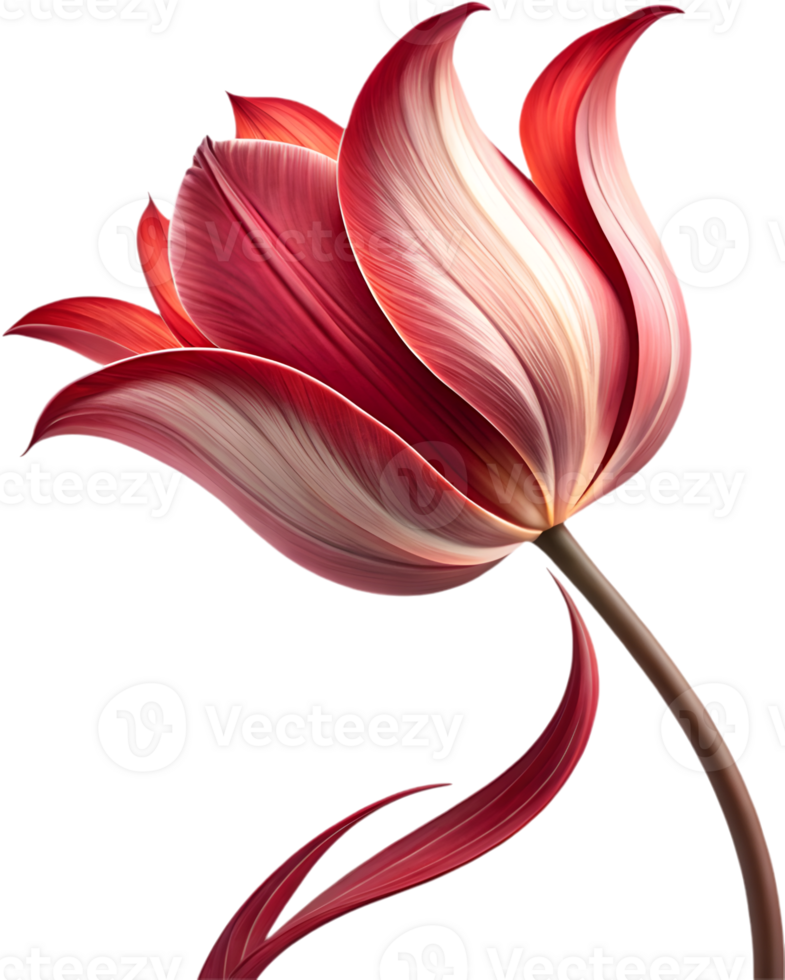 Gorgeous Tulip flower clipart for web and print. . png