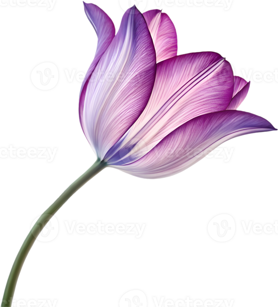 Stunning Tulip flower clipart for modern branding projects. . png