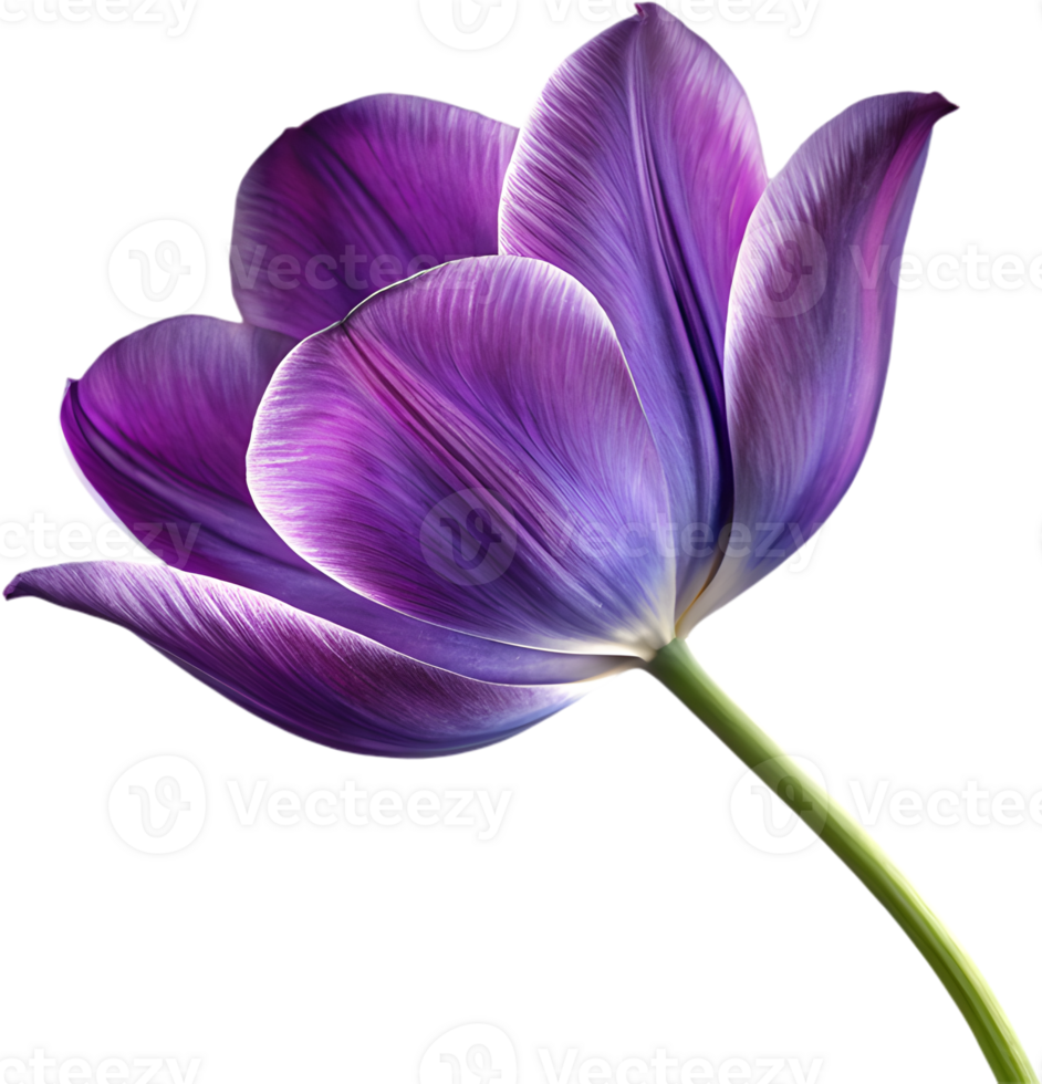 Bright Tulip flower icon for digital design needs. . png
