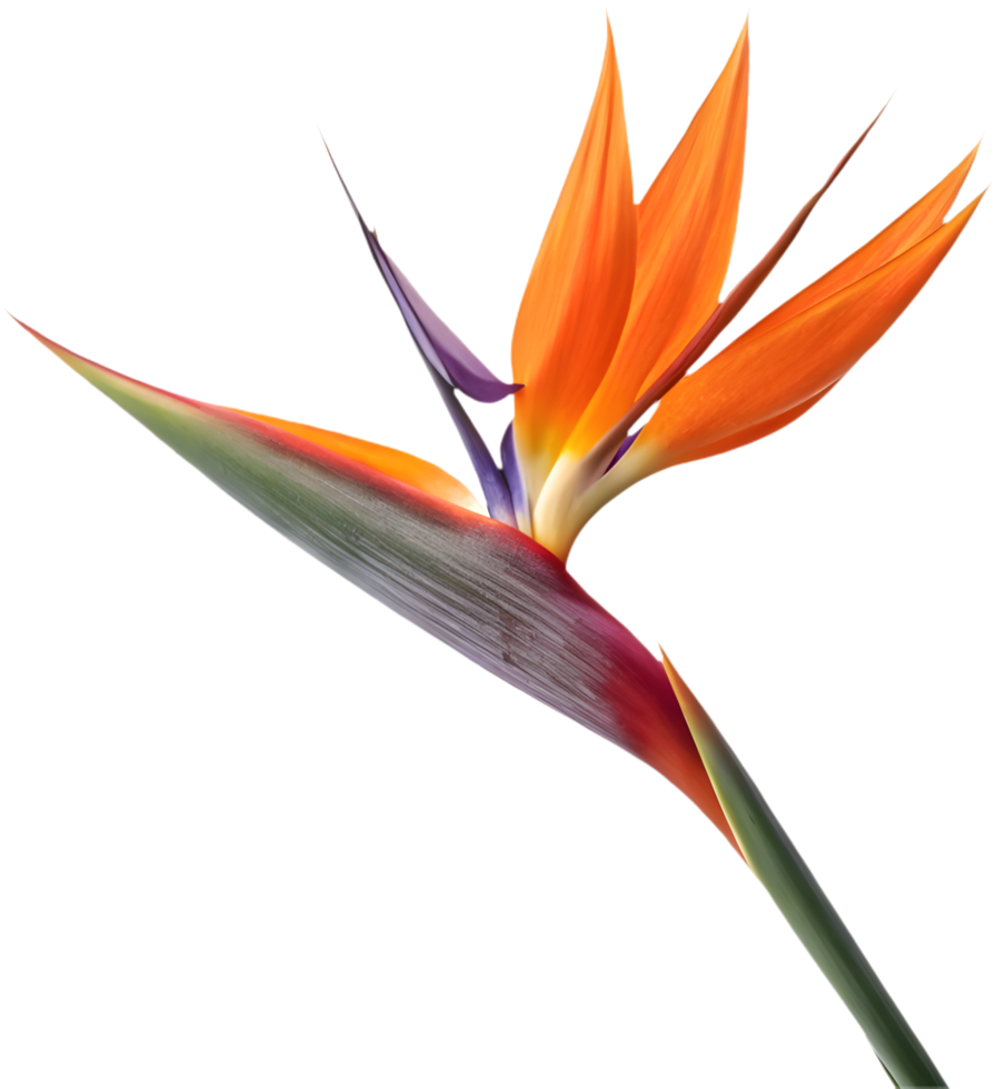 Vibrant Bird of Paradise flower petals for clipart. . png