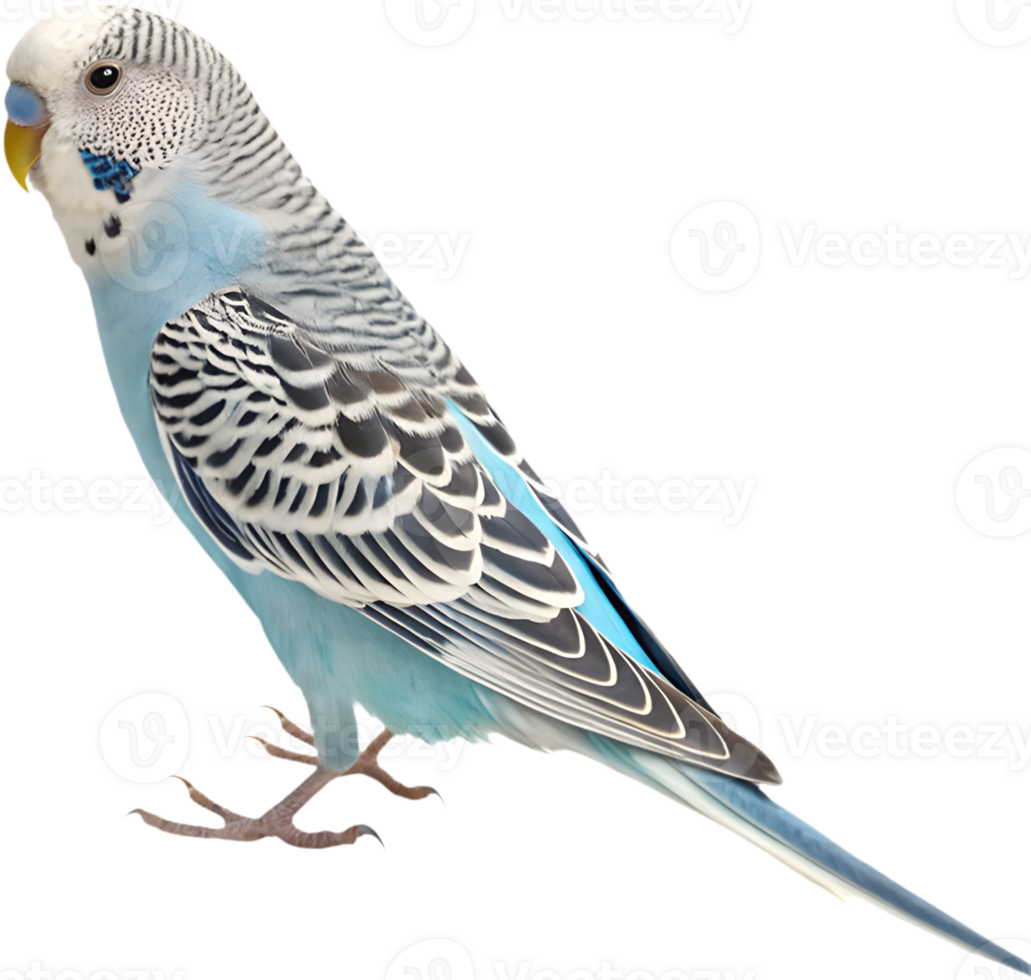Detailed and bright Budgerigar clipart for creative projects. . png