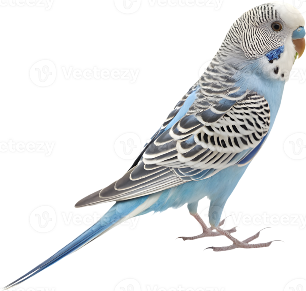 Unique Budgerigar clipart with bright colors and details. . png