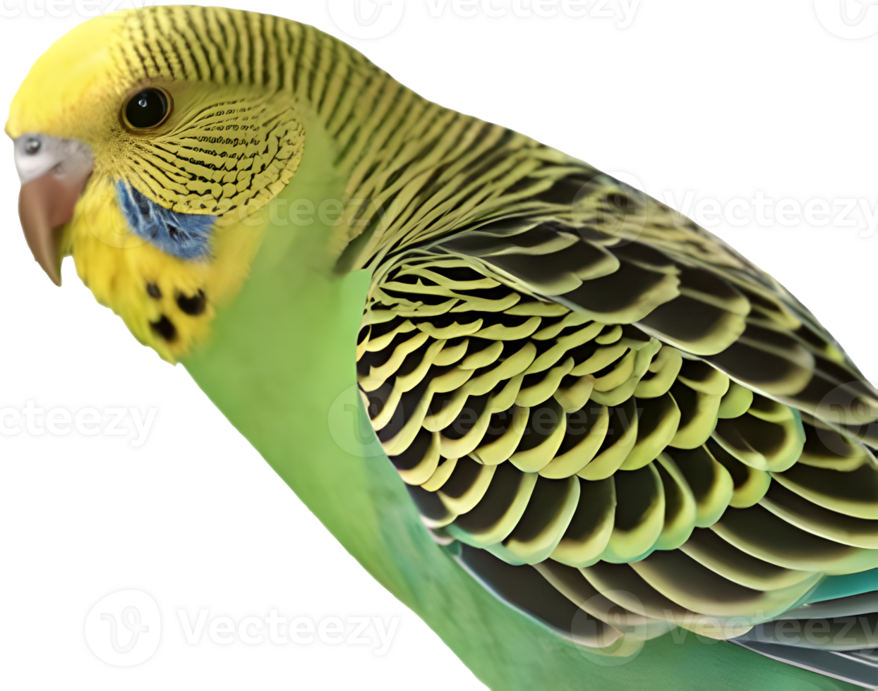Bright Budgerigar clipart showcasing its unique charm and colors. . png
