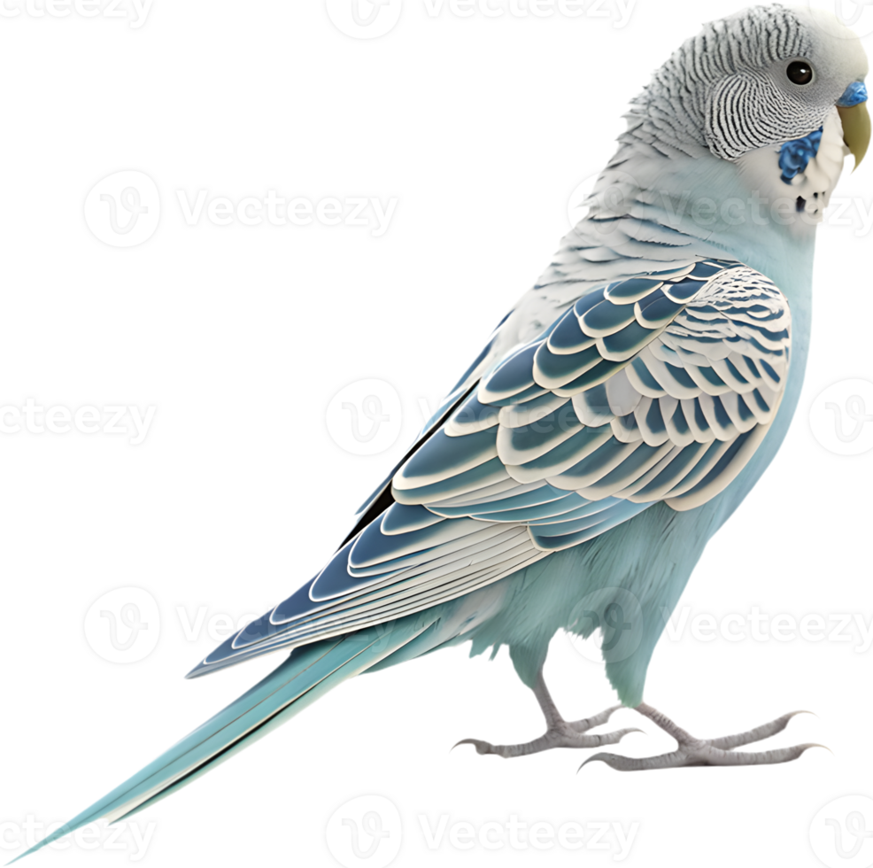 Detailed Budgerigar clipart showcasing its beautiful vibrant colors. . png