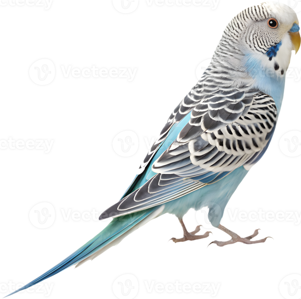 Bright Budgerigar clipart showcasing charming and colorful feathers. . png