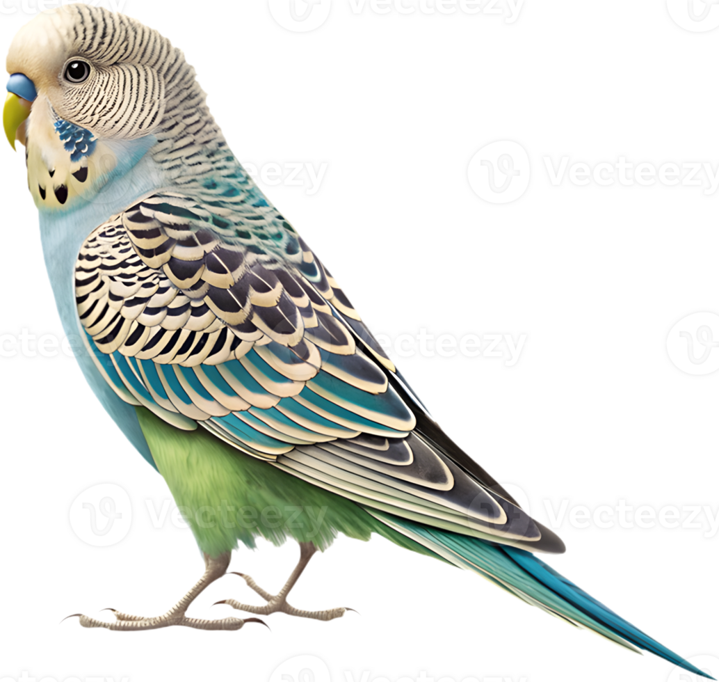 Detailed and colorful Budgerigar clipart with bright hues. . png