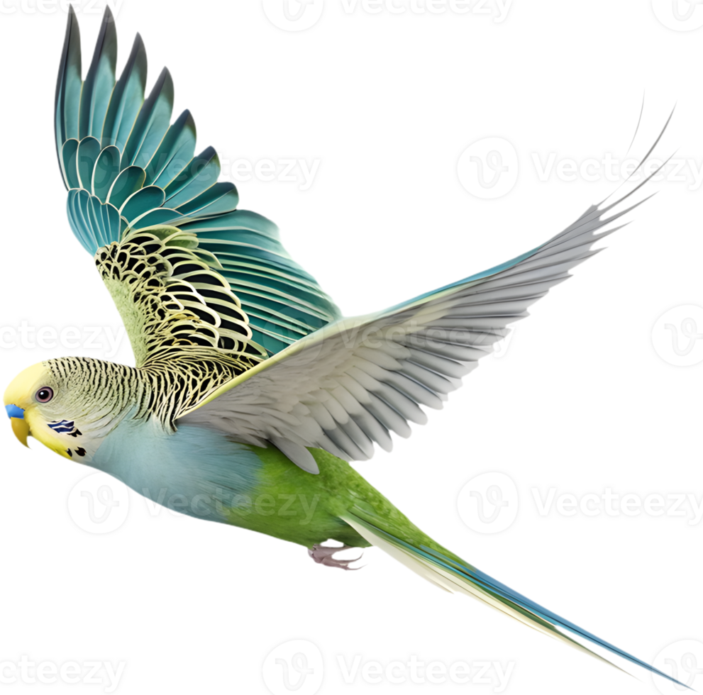 Bright and detailed Budgerigar clipart showcasing vibrant charm. . png