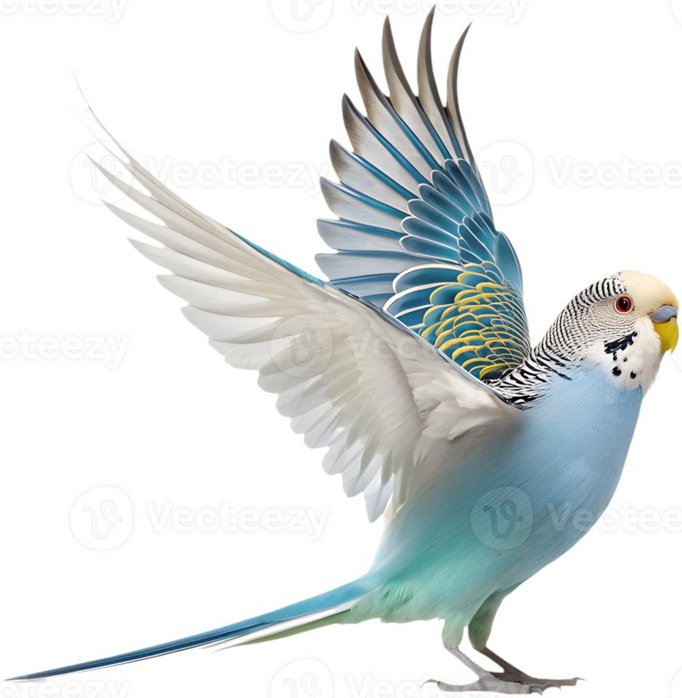Unique Budgerigar clipart with bright colors and details. . png