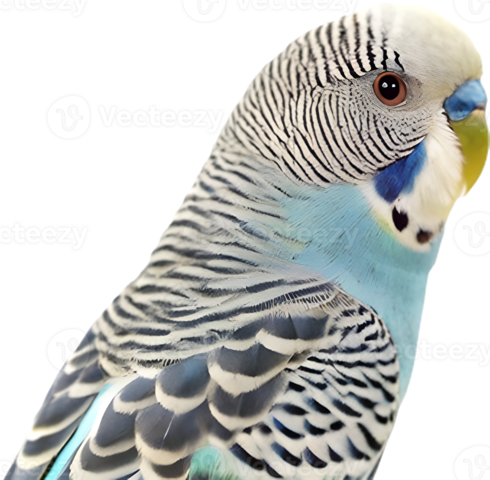 Unique Budgerigar clipart featuring bright colors and details. . png