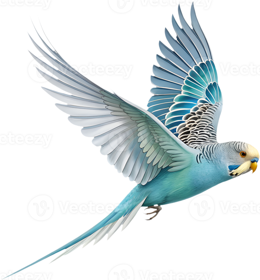 Bright Budgerigar clipart showcasing charming and colorful feathers. . png