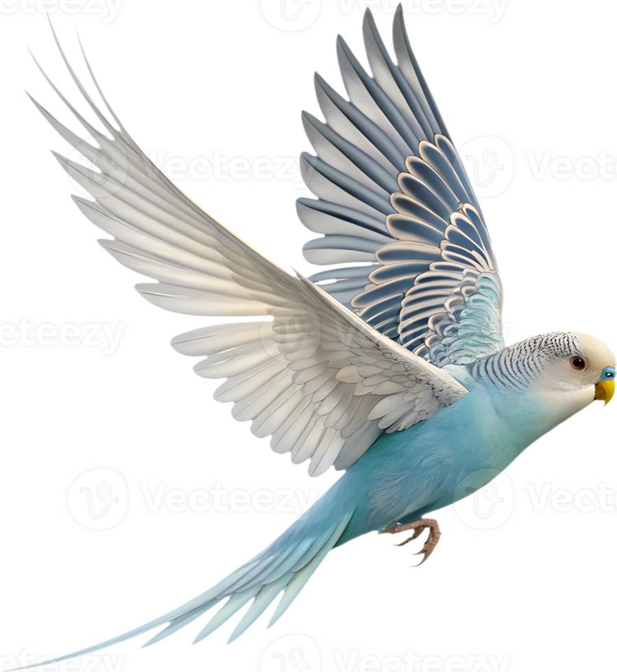 Detailed and colorful Budgerigar clipart with bright hues. . png
