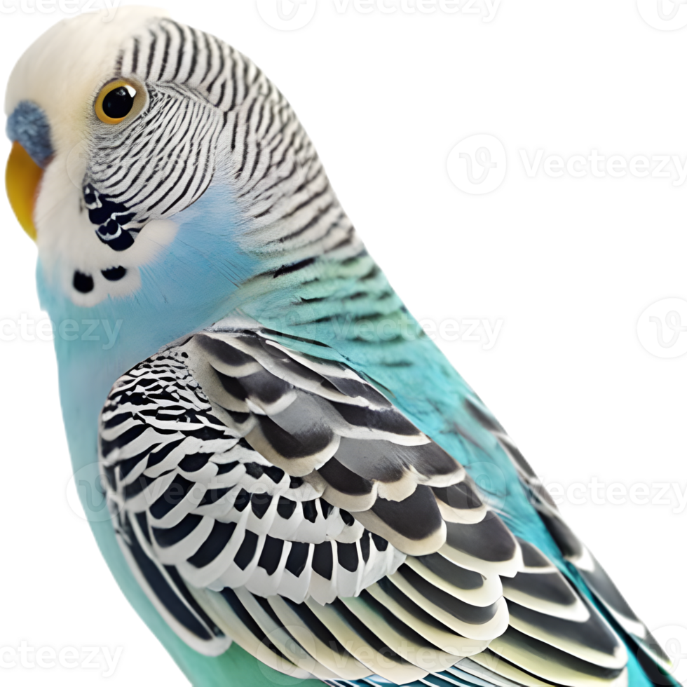 Colorful Budgerigar clipart with unique charm and details. . png