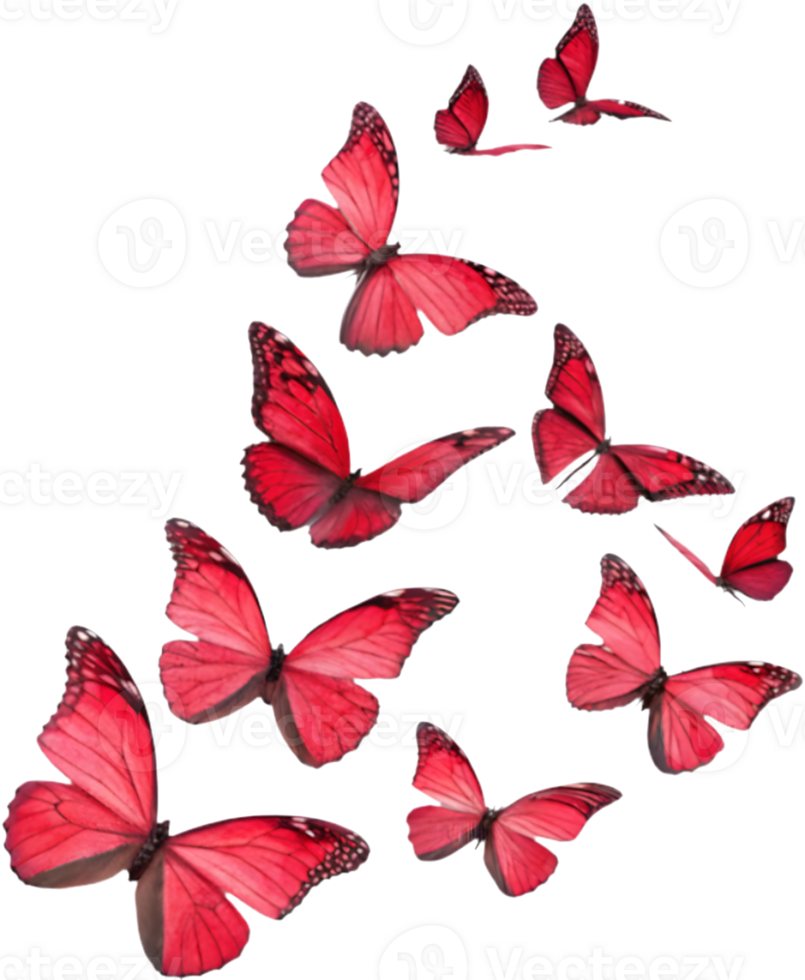 Detailed butterfly clipart with colorful wings and intricate designs. . png
