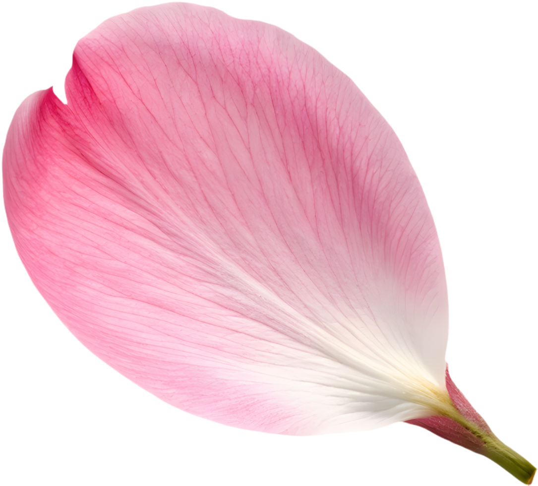 Elegant cherry blossom flower petal clipart in vibrant hues. . png