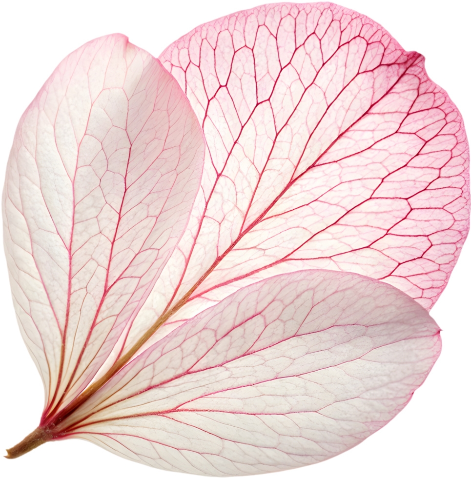 Vibrant cherry blossom flower petals clipart with graceful hues. . png