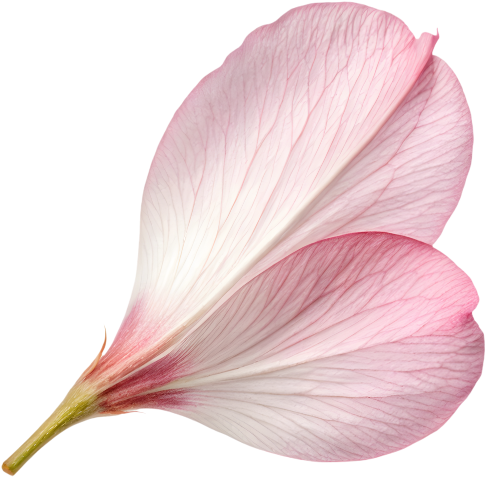 Beautiful cherry blossom flower petal clipart with vibrant colors. . png