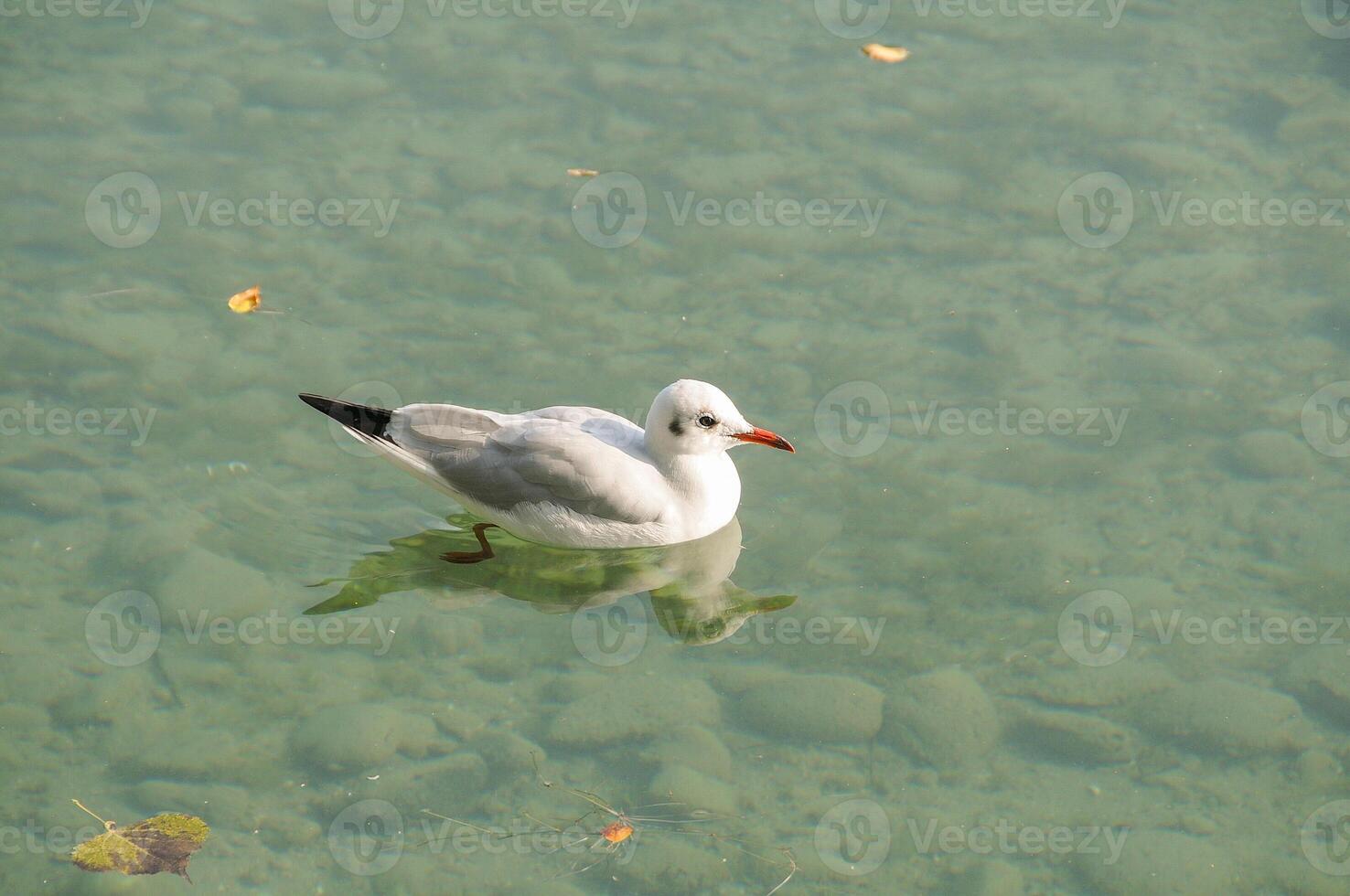 A white bird is floating in the water photo