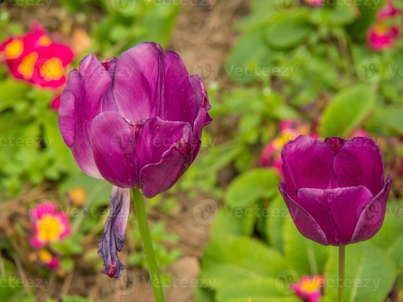 Two purple tulips are in the middle of a field photo