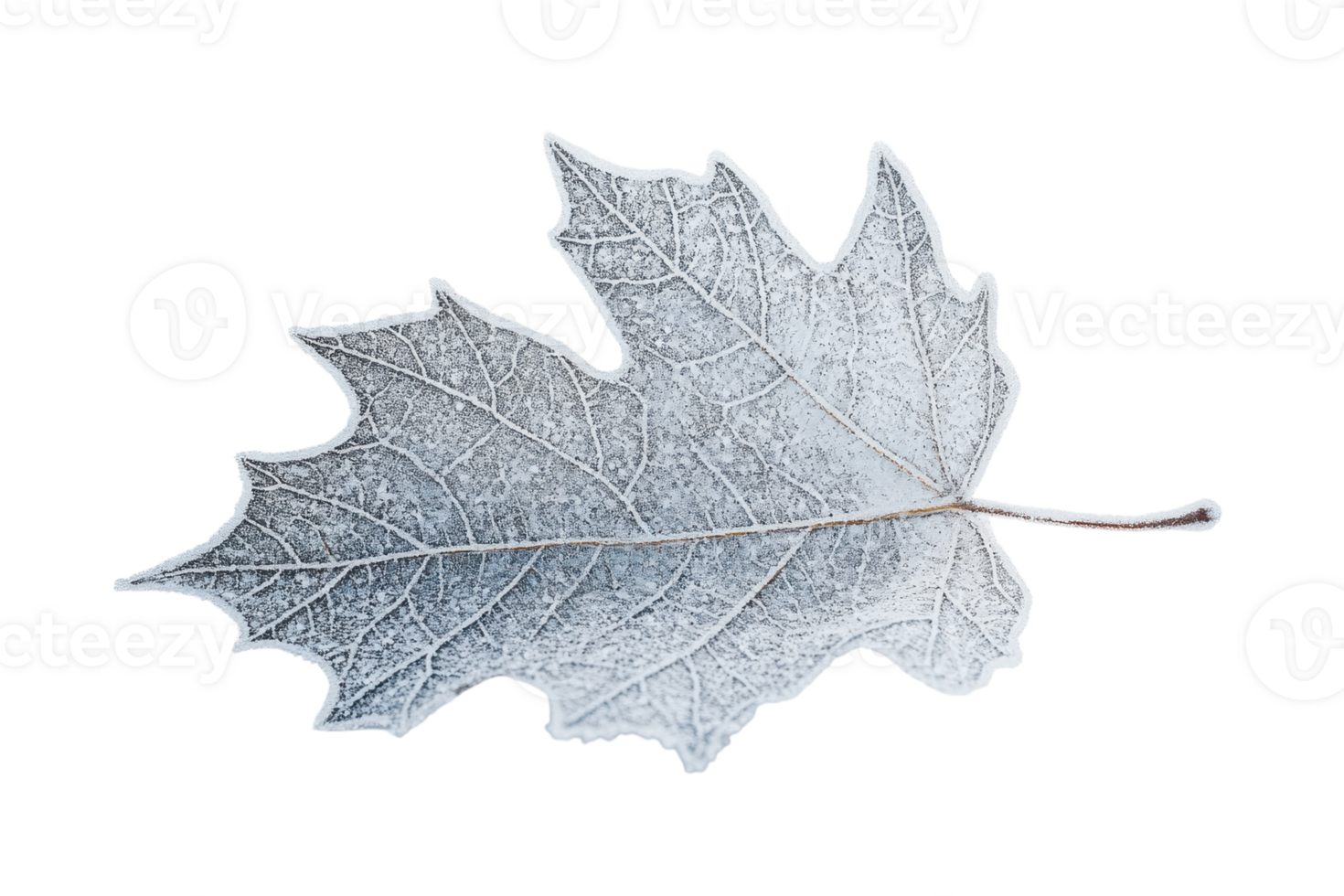 Frost-covered maple leaf resting on a white surface during winter season png