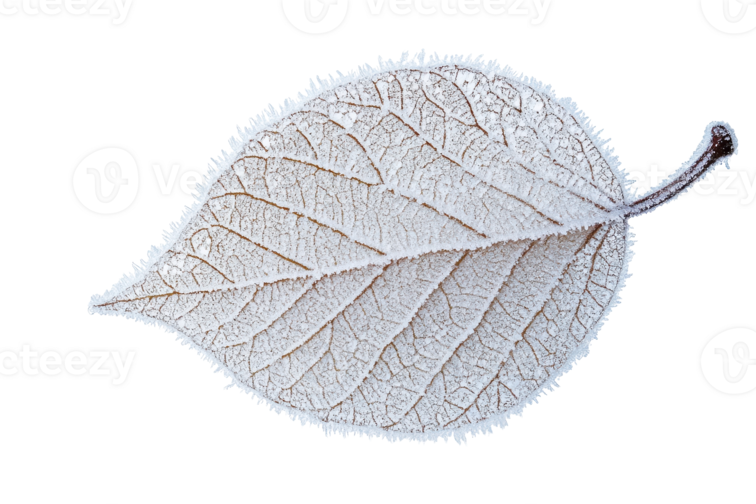 Frost-covered leaf showcasing intricate details of nature during winter in a cold environment png