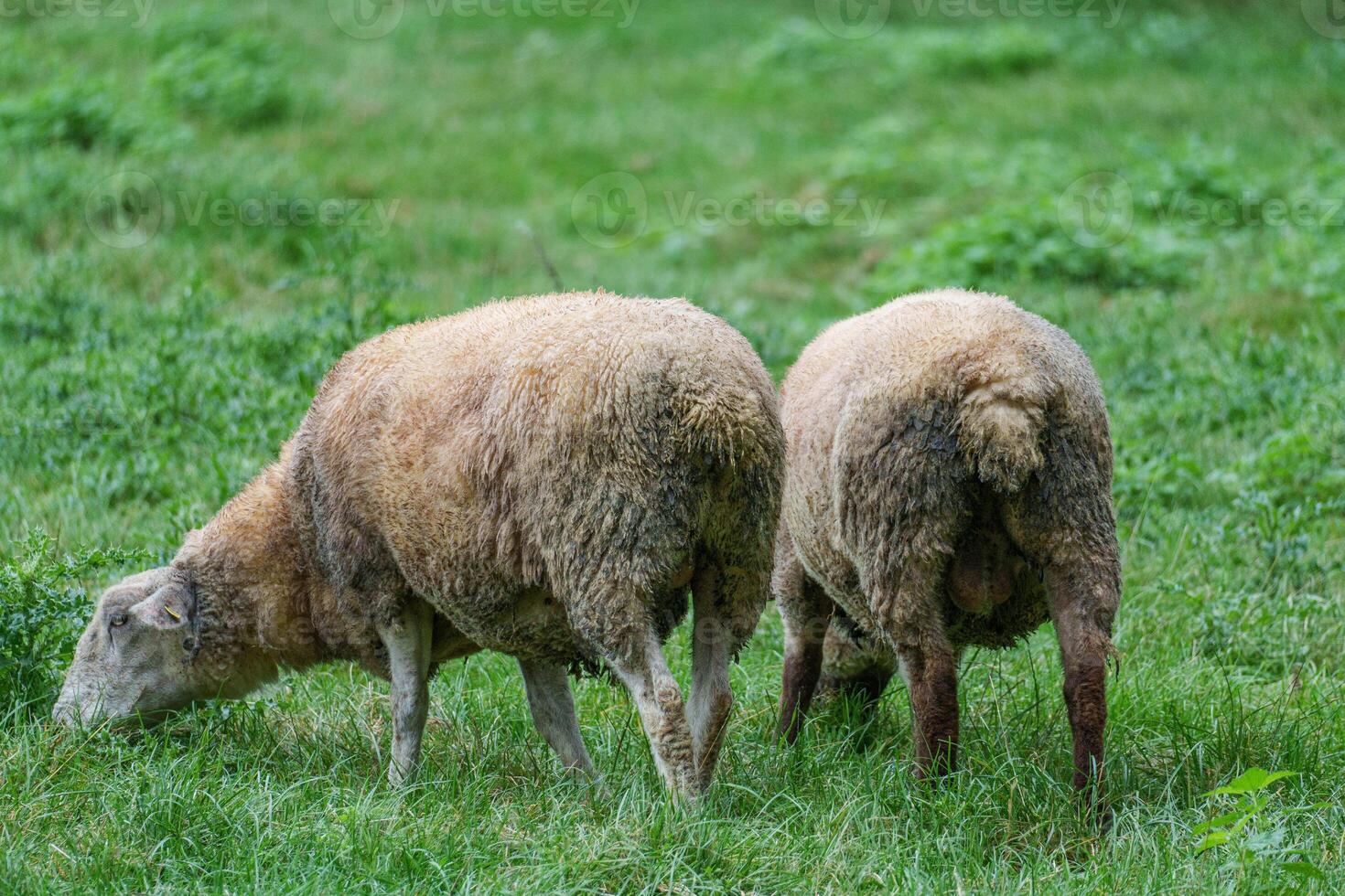 Two sheep grazing in a grassy field photo