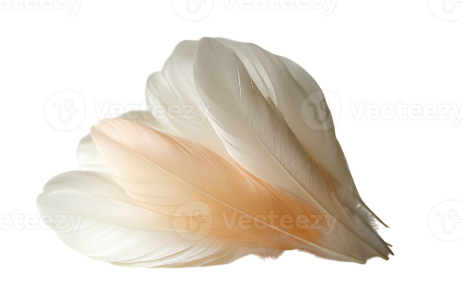 Delicate white and peach feathers arranged artistically on a neutral background for decorative purposes png