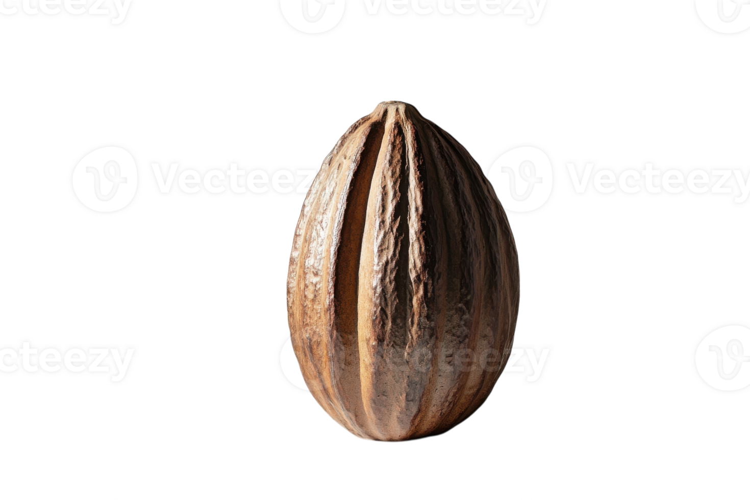 Unique brown seed resembling an egg located against a plain backdrop during daylight png