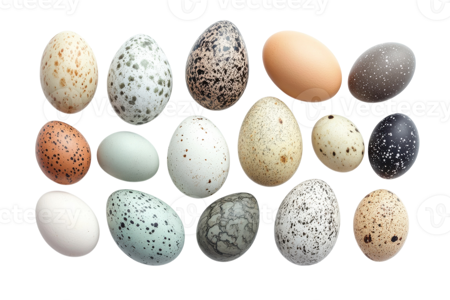 Beautiful collection of assorted bird eggs displayed on a white background highlighting natural colors and patterns png