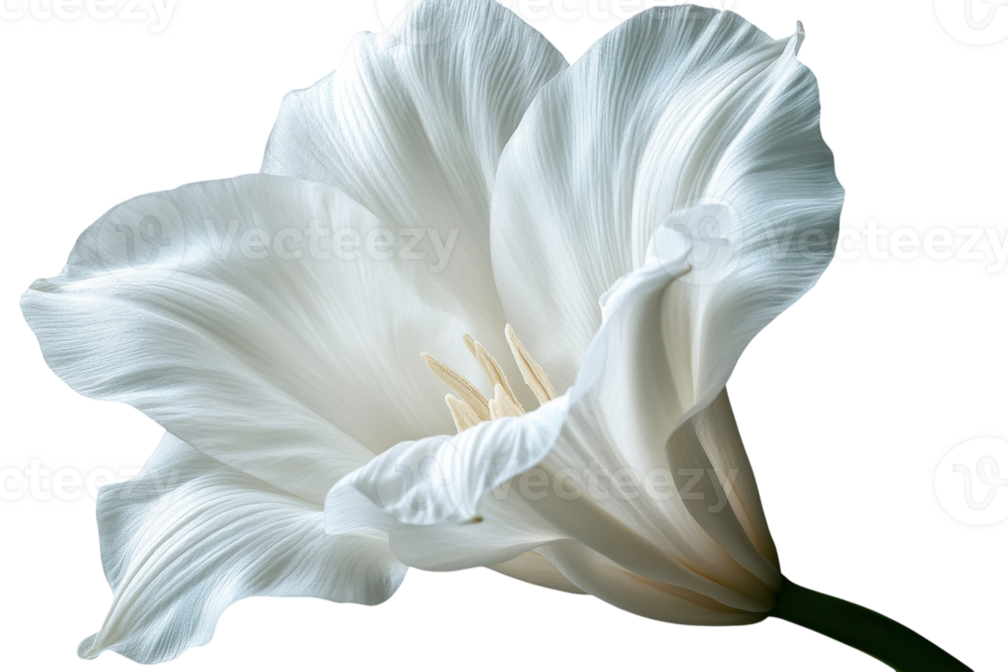 Elegant white flower with delicate petals and subtle textures captured in soft lighting png