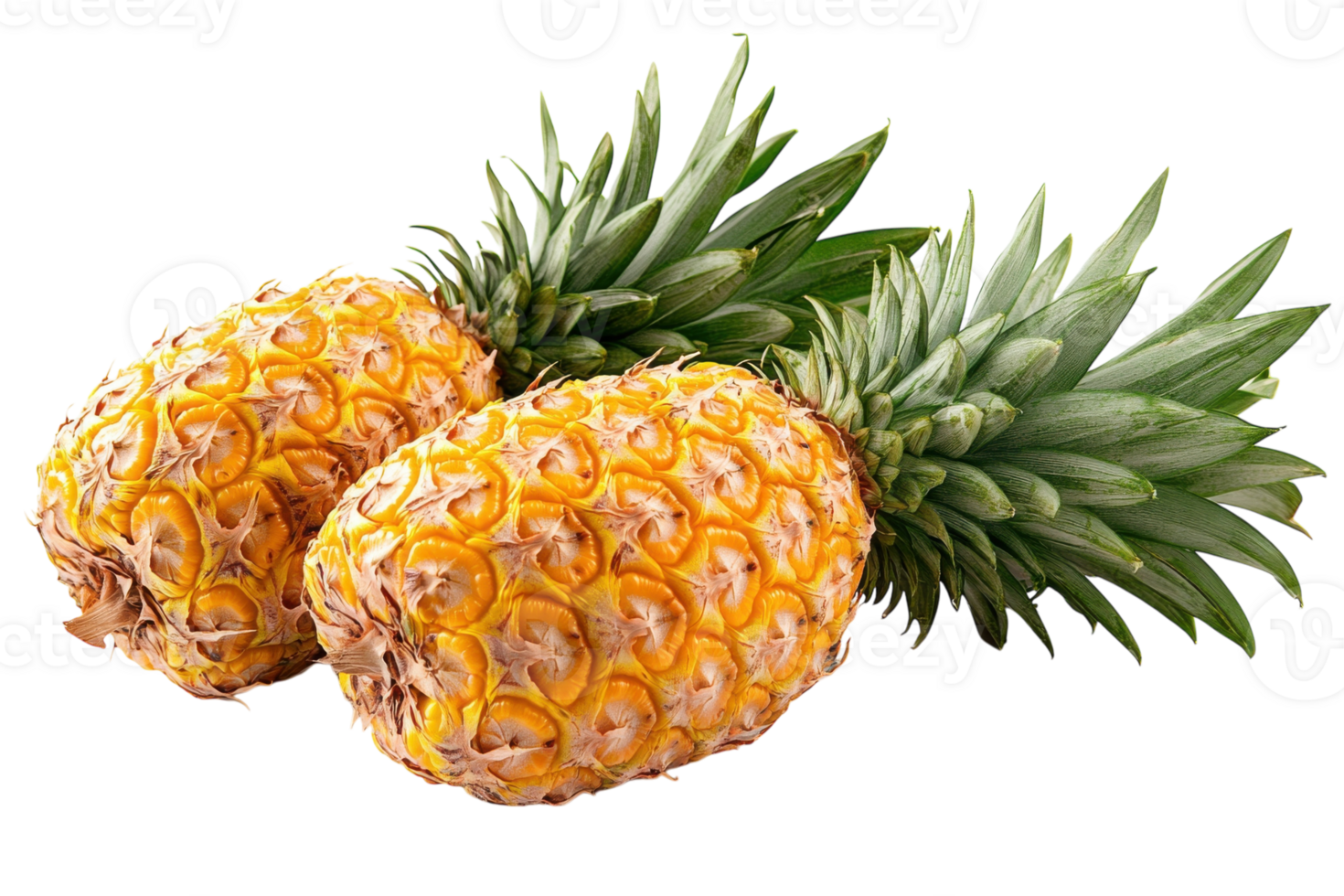 Freshly harvested pineapples with vibrant green leaves placed on a clean white background png
