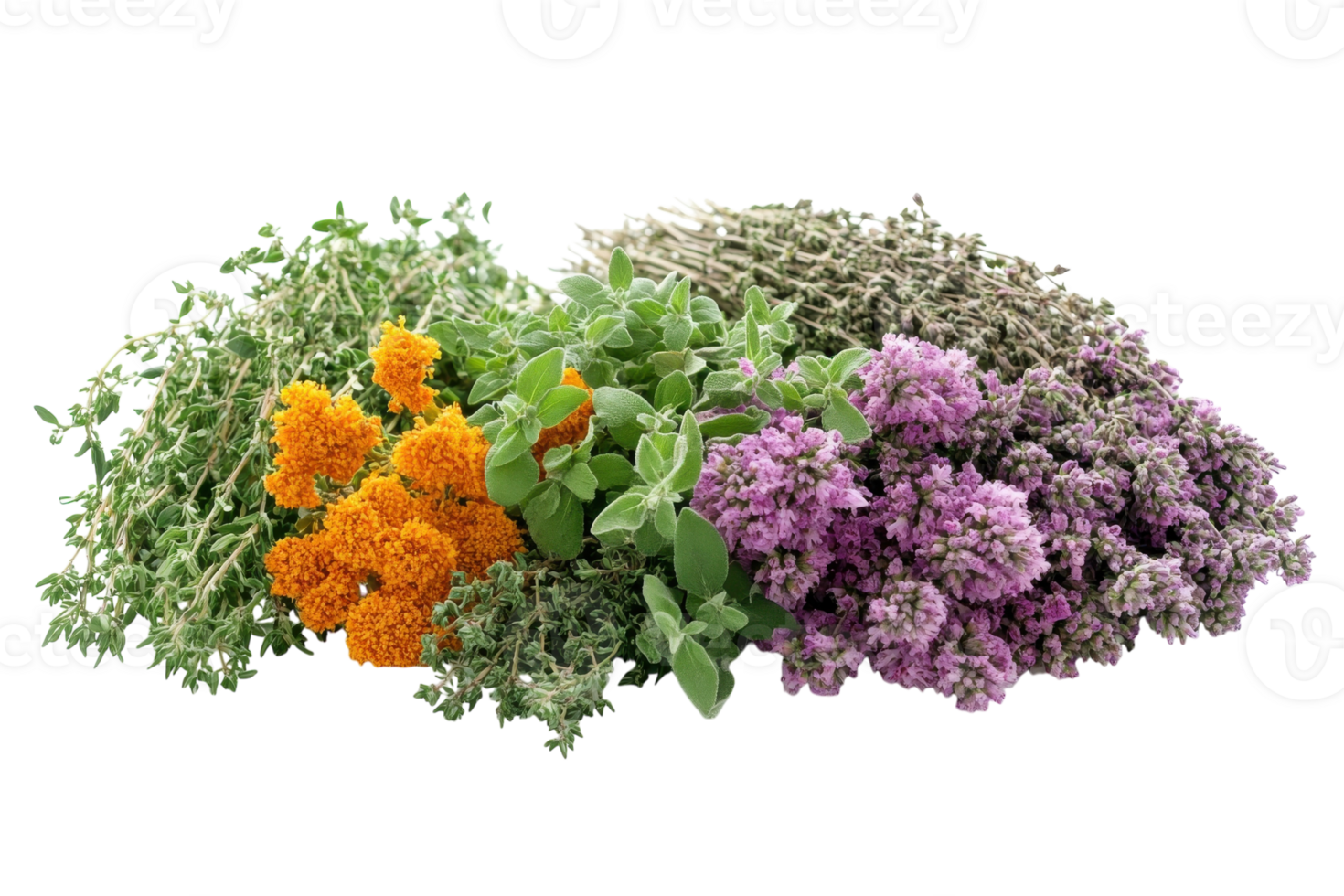 Variety of fresh herbs including thyme, marigold, oregano, and lavender arranged on a white background png