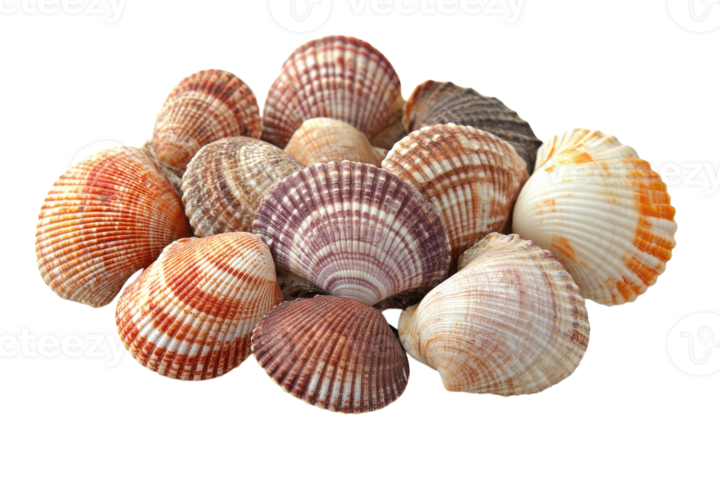 Colorful seashell collection on white background showcasing various patterns and textures png