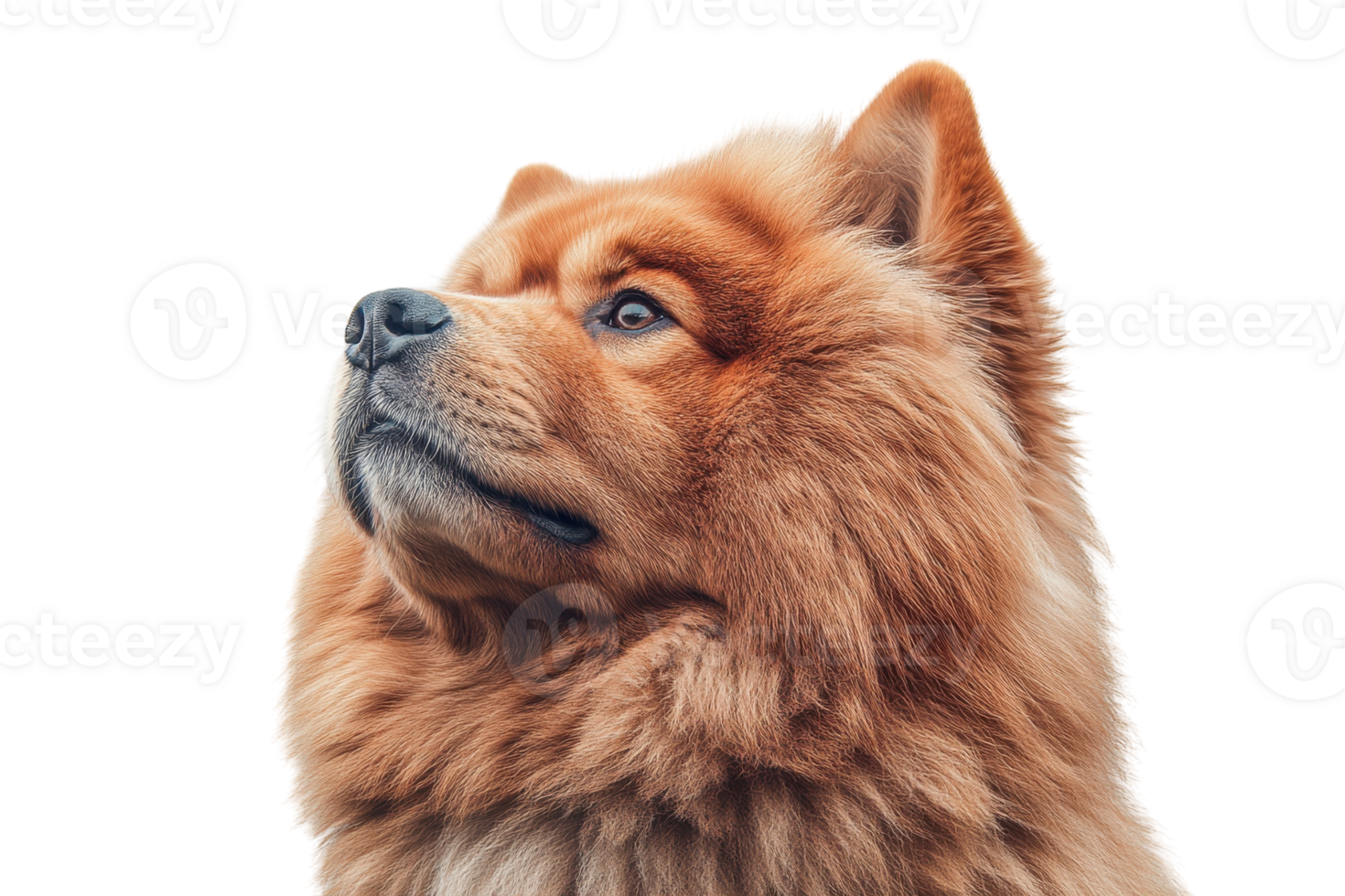 Majestic chow chow dog with thick fur and expressive gaze against a plain background png