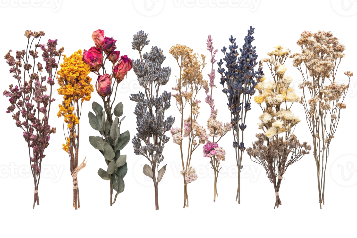 Beautiful collection of dried flowers for home decor and floral arrangements in vibrant colors png