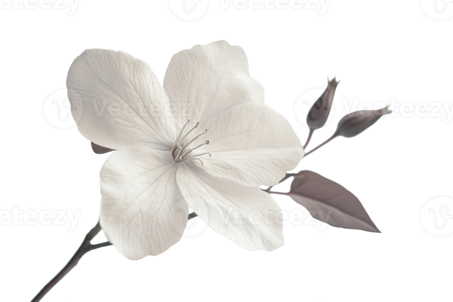 Close up of a delicate white flower with buds against a soft background showcasing nature's beauty png