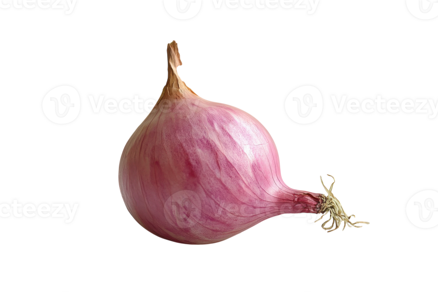 Fresh shallot isolated on a white background highlighting its smooth skin and bulbous shape png