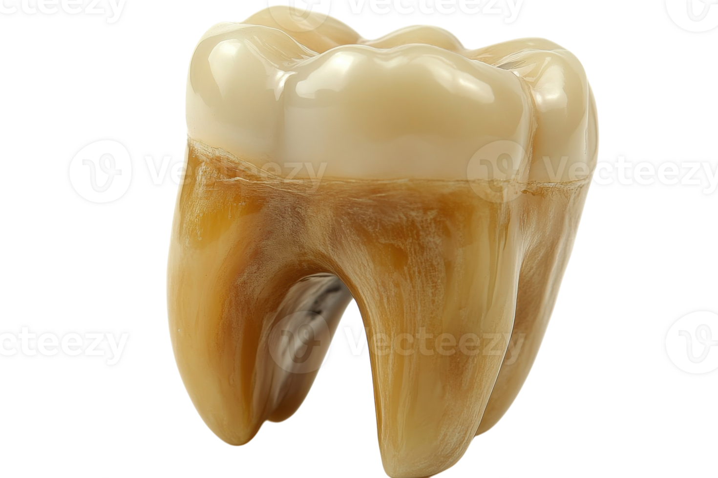 Realistic dental tooth model showcasing detailed anatomy and structure for educational purposes and demonstrations png