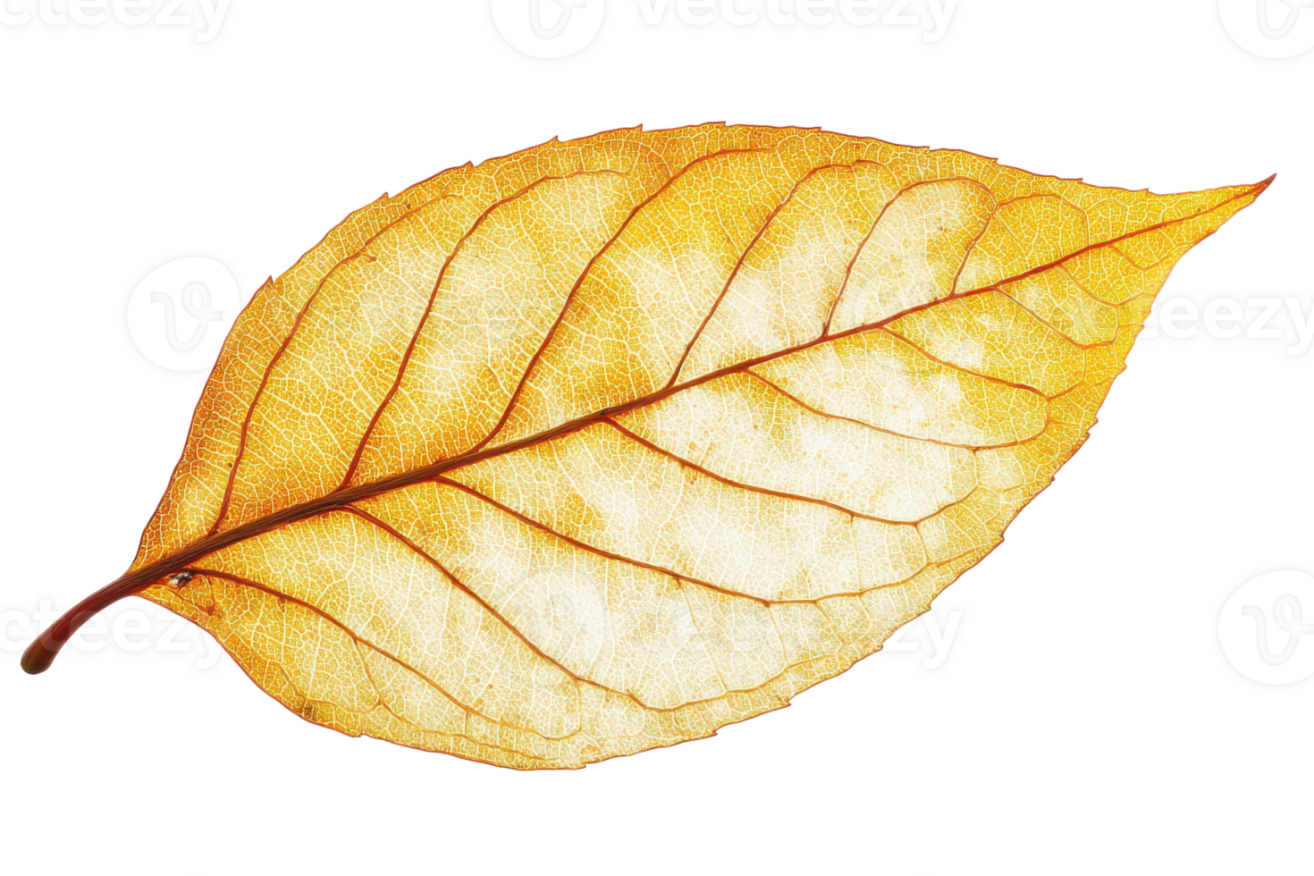 Close-up of a vibrant yellow autumn leaf highlighting intricate vein patterns against a white background png