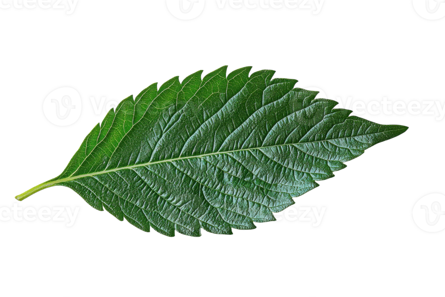 Vibrant green leaf showcasing detailed texture and shape against a plain background png