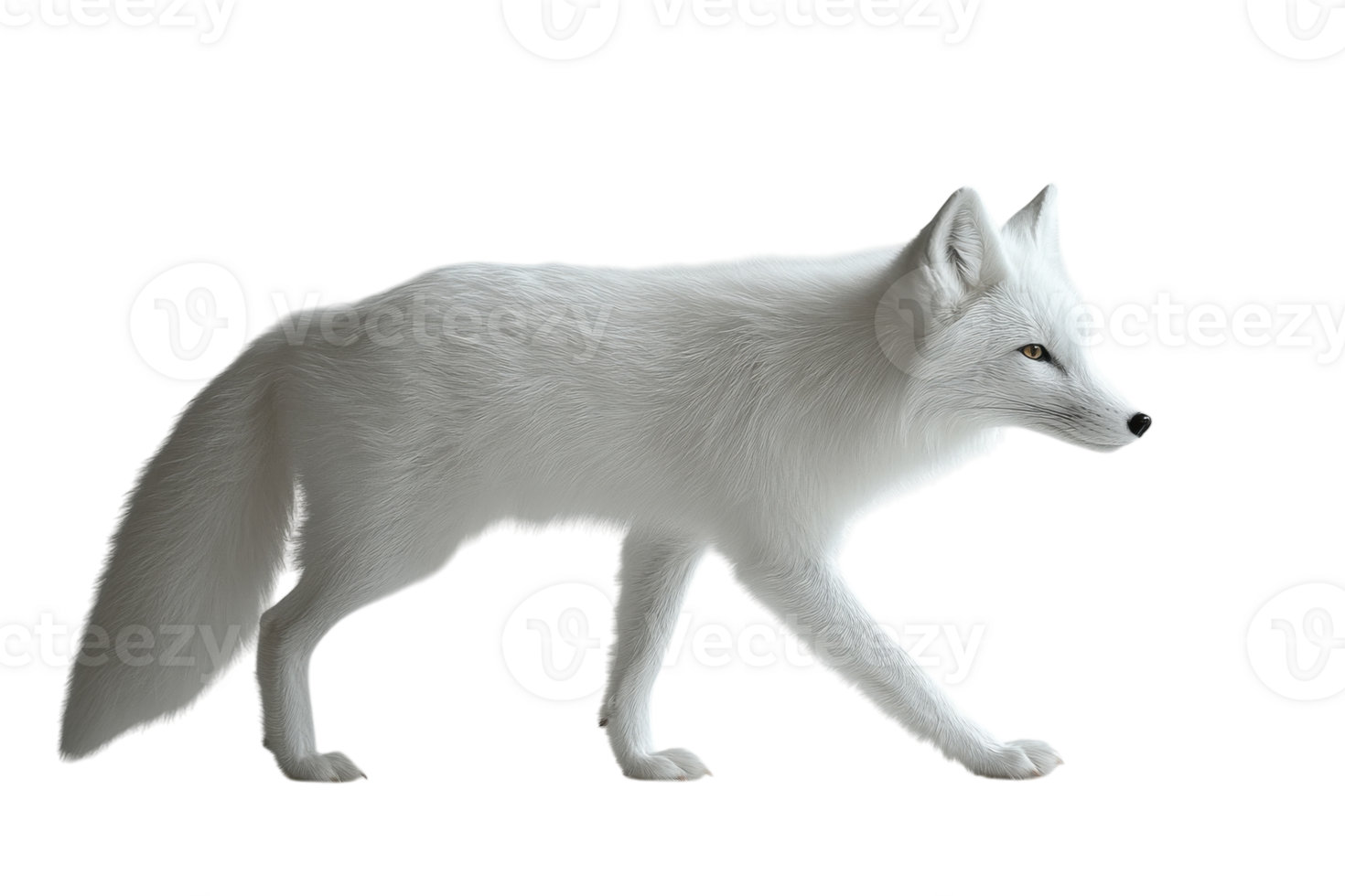 White arctic fox walking gracefully against a plain background during daylight png